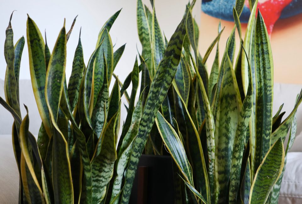 Air Purifying Plants - justpeachy.co - the official blog of Chia